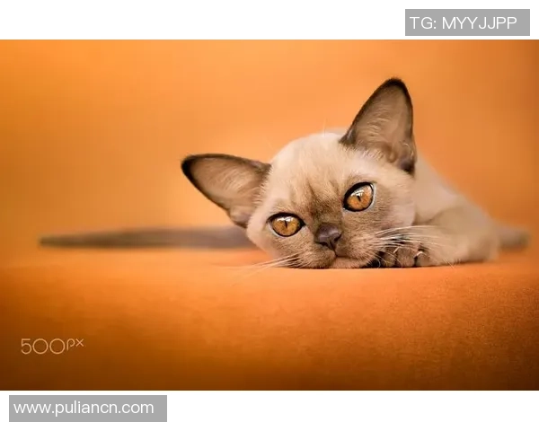 足球明星与猫猫的可爱互动视频让你心动不已快来一起欣赏吧